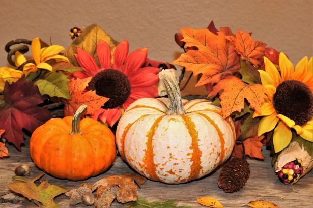 Little Pumpkins And Fall Flowers Free Stock Photo - Public Domain Pictures
