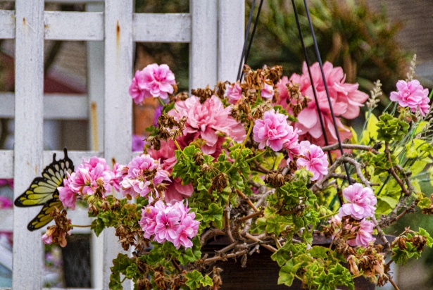 Flores de geranio rosa Stock de Foto gratis - Public Domain Pictures