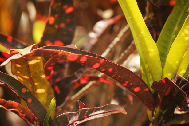 Folhas vermelhas e verdes de uma planta Foto stock gratuita - Public Domain  Pictures