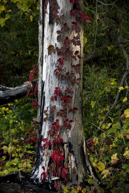 木の幹に赤い秋のつる 無料画像 Public Domain Pictures
