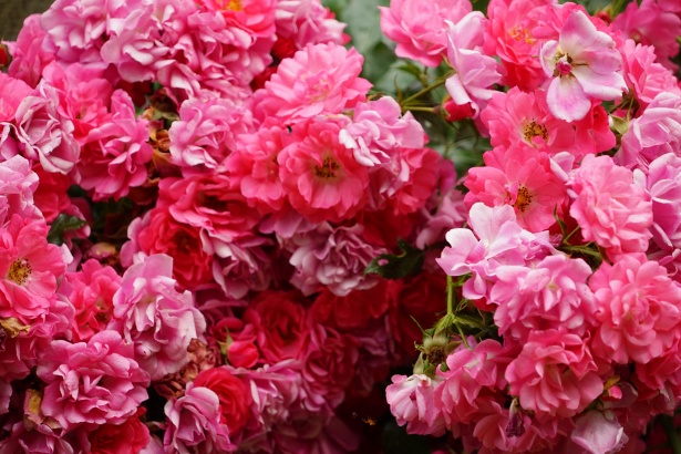 Trandafir In Floare Poza Gratuite Public Domain Pictures