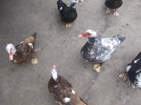 6 Ducks