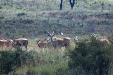 Un grup de antilope eland și scrub