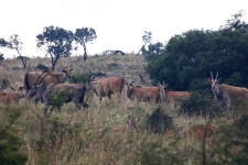 A group of eland antelope