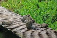 A group of vervet monkeys playing