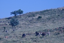 A number of eland and zebra