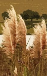 Abstract Image Of White Rushes