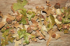 Bolotas e folhas de carvalho na madeira