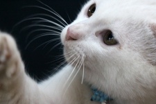 Adorable White Cat Close-up