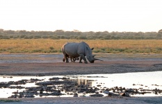 Adult rhino with her baby behind