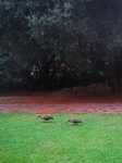 African ibis foraging on a lawn