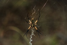 Argiope pók a közeli interneten
