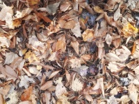 Frunze uscate de toamnă