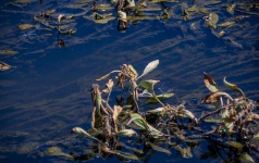 Libelinha azul em zonas húmidas