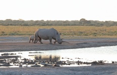 Baby rhino behind adult mother