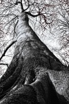 Natura del tronco di foresta dell'al