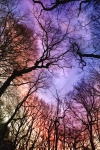 Fák erdei naplemente természet