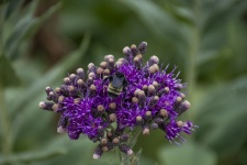 Bee on wildflowers