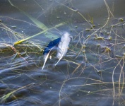 Vogelveren in water