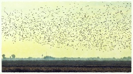 Vögel fliegen über Feuchtgebiete