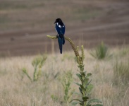Black-billed magpie