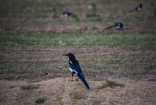 Black Billed Magpie Bird