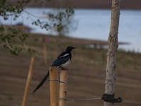 Black Billed Magpie Bird