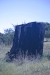 Blackened cut tree stump & grass