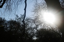 Blazing morning sun behind tree