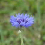矢车菊，领域的花