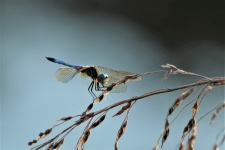 Close-up de libélula azul Dasher