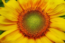 Floarea de floarea soarelui grădină de f