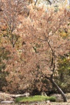 Box Elder Maple Tree in de herfst