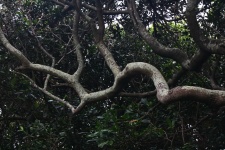 Branch in dense subtropical forest
