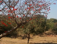 Branch of coral tree blooming red i