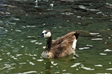 Brown And White Goose On Lake