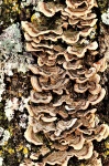 Hnědý držák houba detail
