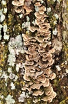 Hnědá závorka houba na stromě