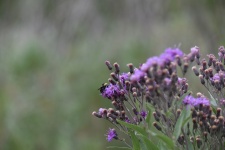 Bubble bee on Purple Flower