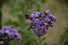 Bumble Bee on Purple Flower