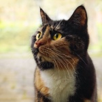 Retrato tricolor de gato colorido