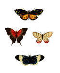 Conjunto de aquarela de borboletas