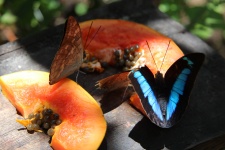 Sanctuaire des Papillons Costa Rica