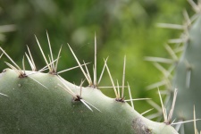 Cactus plant met doornen