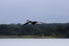 Canada Goose Flying Over Lake