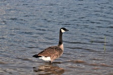 Canada Goose Standing in Lake