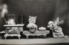 Katze gekleidetes Vintages Foto