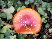 Amanita mushroom kills fly