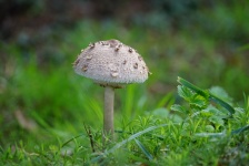 食用蘑菇，鳞茎