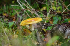 Toxic mushroom, danger